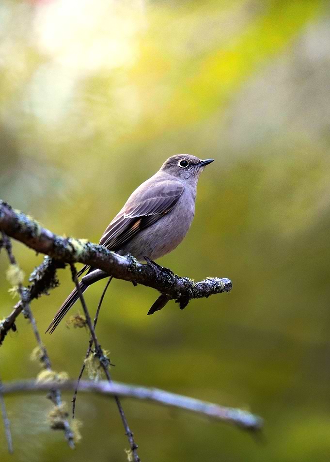 Small Flycatcher perched on a branch