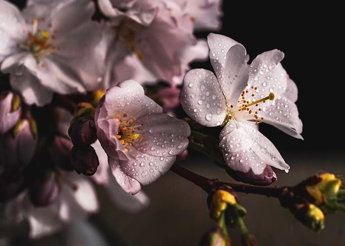 Cherry Blossoms with Water Droplets