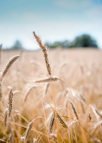 Wheat Field Under a Blue Sky