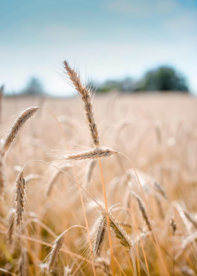 Wheat Field Under a Blue Sky