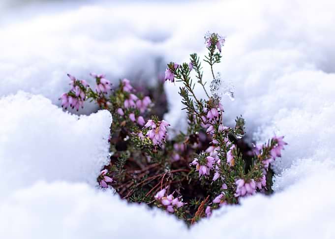 Heather in Snow