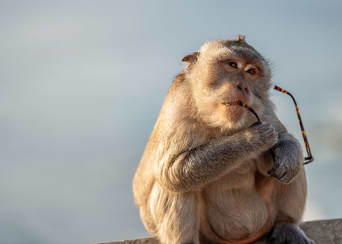 Monkey with Glasses