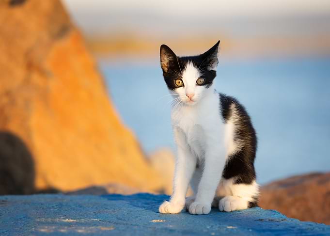 Black and White Kitten Portrait, Greek Island