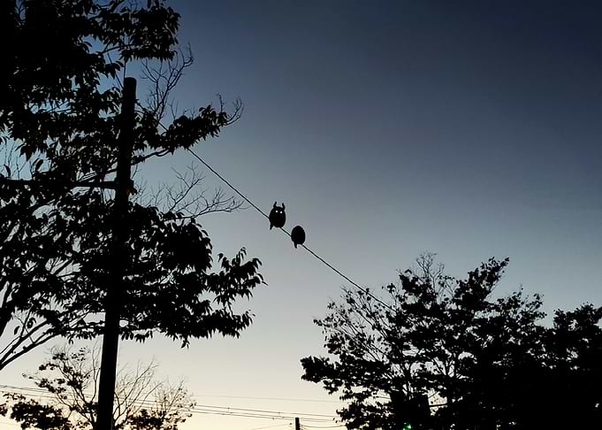 Owls on a Wire at Dusk