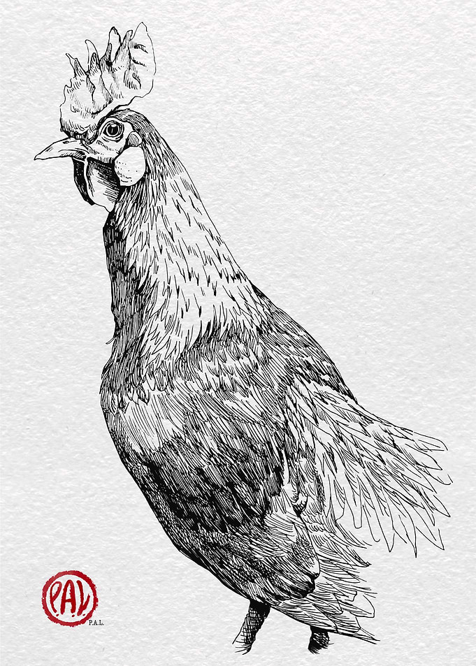 Detailed Chicken Illustration in Black and White