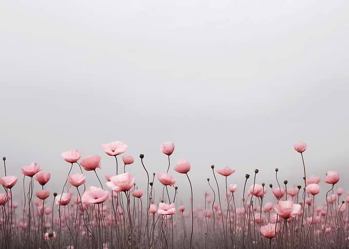 Floral Pink Poppies Field