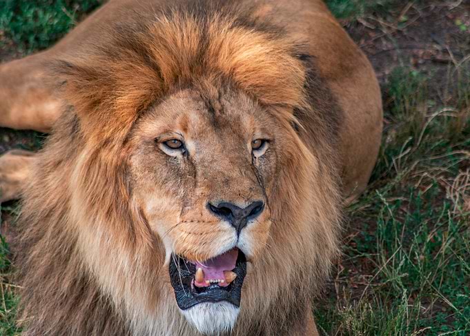 Majestic Lion Portrait