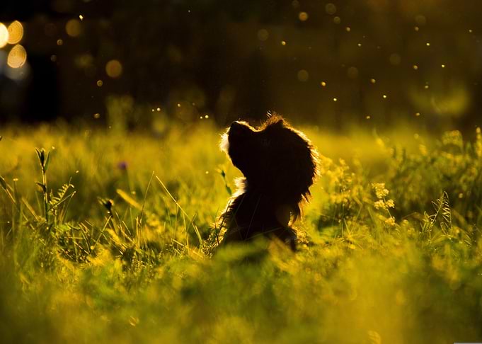 Dog silhouette in golden field