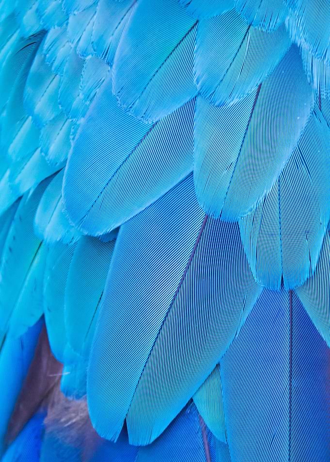 Blue Bird Feathers Close-Up