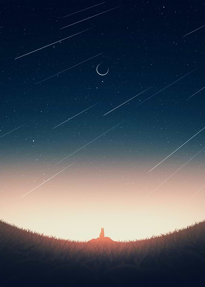 Fox under starry night sky