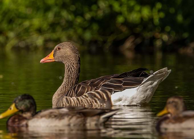 Goose and Ducks on Water