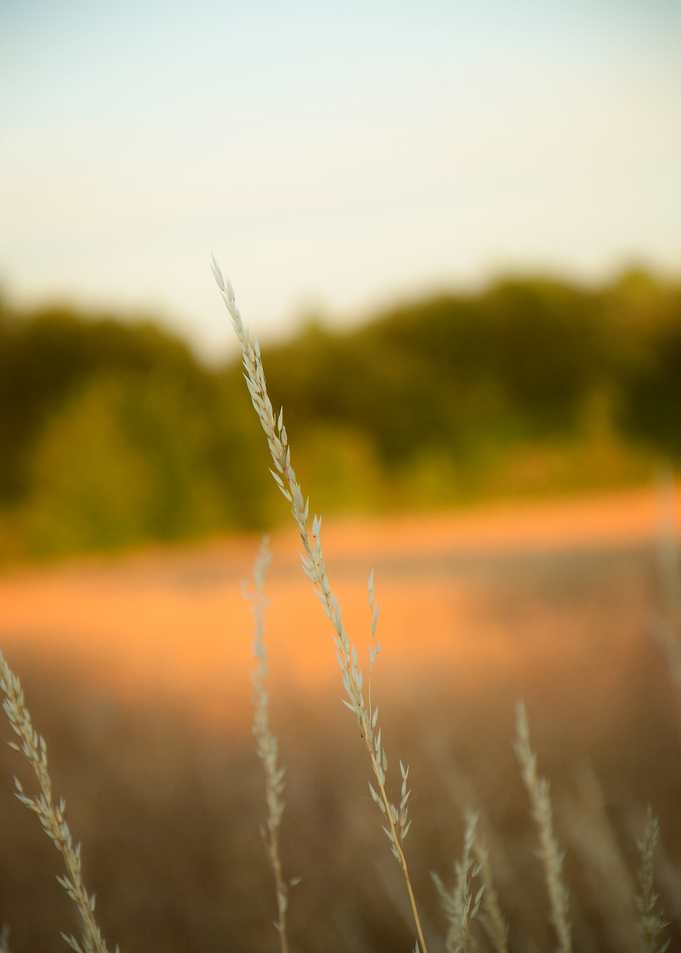 Wheat Field at Sunset