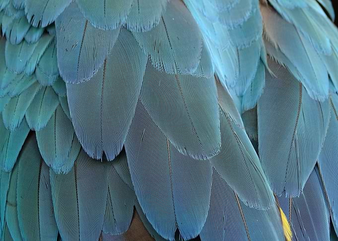 Close-up of Blue and Teal Feathers