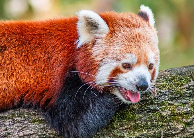 Red Panda Portrait on a Mossy Branch