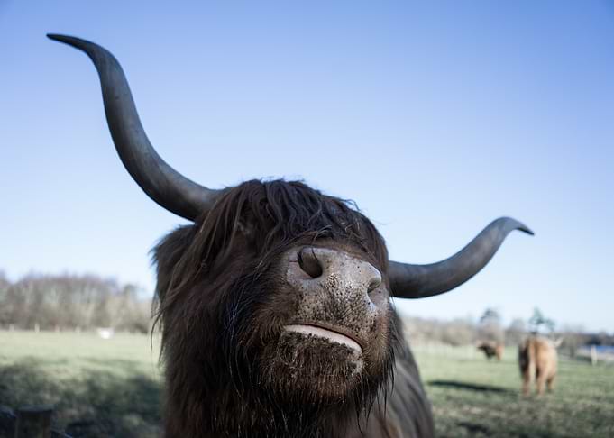 Highland Cow Portrait