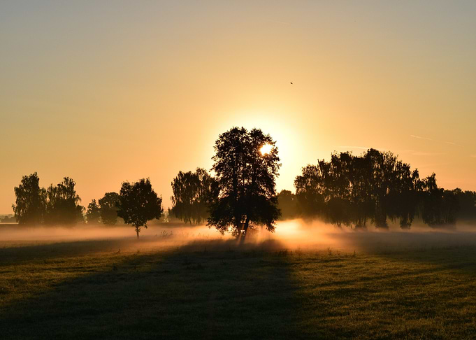 Sunrise through trees in misty field