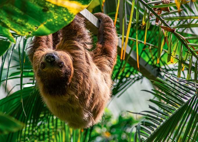 Sloth Hanging Upside Down in Jungle