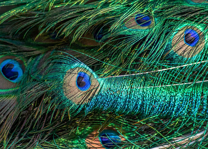 Peacock Feathers Close-Up