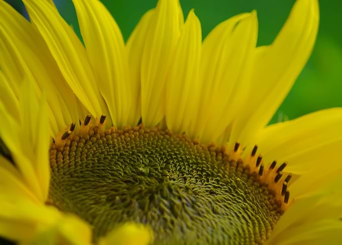 Close-up of a vibrant yellow sunflower