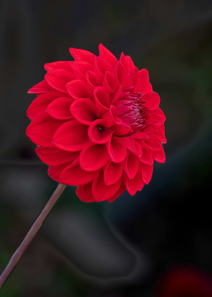 Red Dahlia Flower Close-Up
