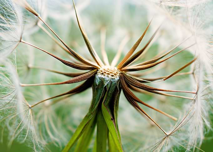 Dandelion Seed Head Close-Up