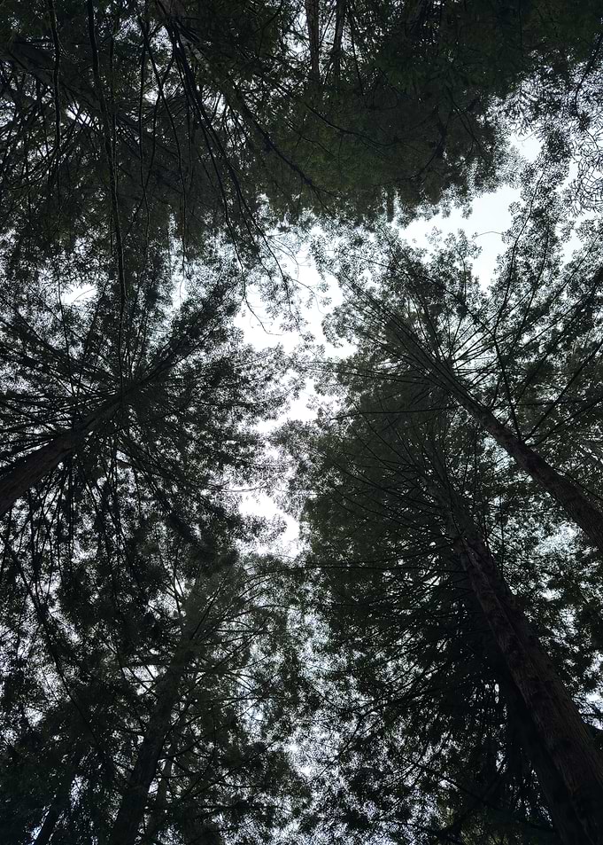 Nature's Canopy