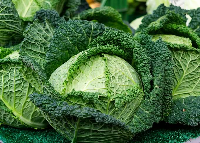 Fresh Green Savoy Cabbage Close-Up