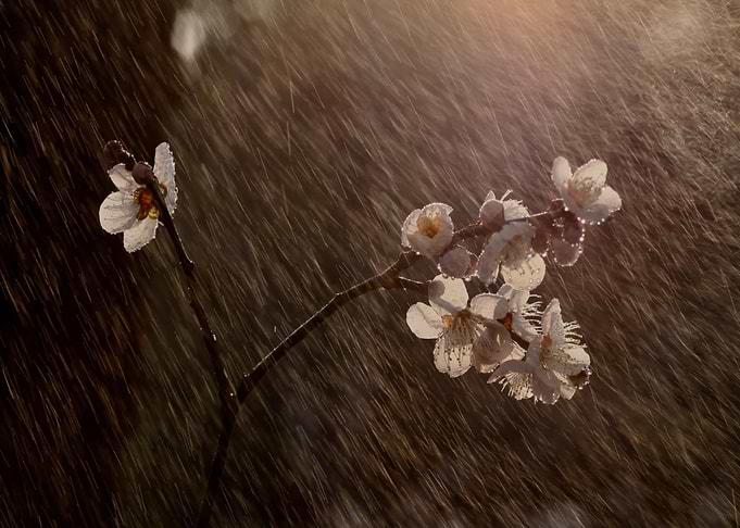 White Blossoms in Rain