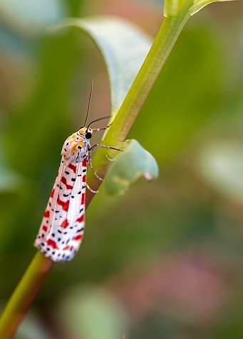 Crimson Speckled Moth on Green Stem