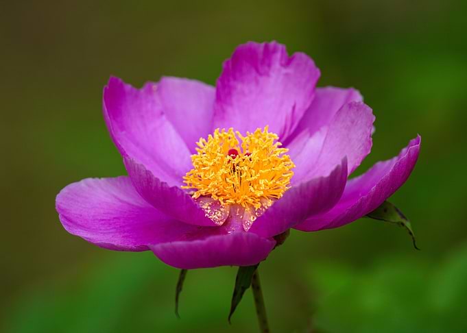 Pink Peony Flower Close-Up