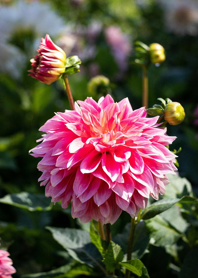Pink Dahlia Flower Close-Up