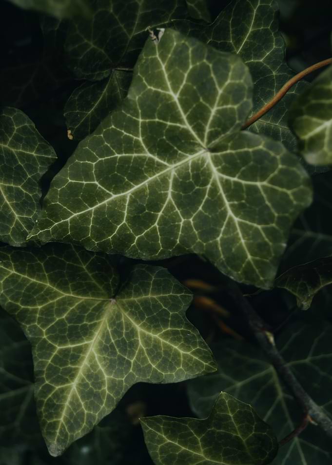 Close-up of Ivy Leaves