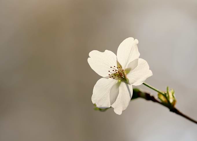 Single White Cherry Blossom Close-Up