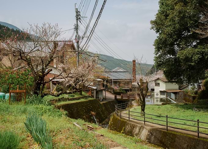 Japanese Village with Cherry Blossoms