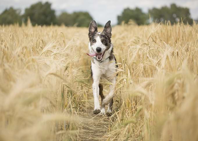 Happy Dog Running Through Wheat Field