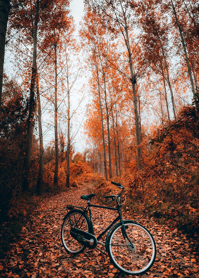 Bicycle in Autumn Forest