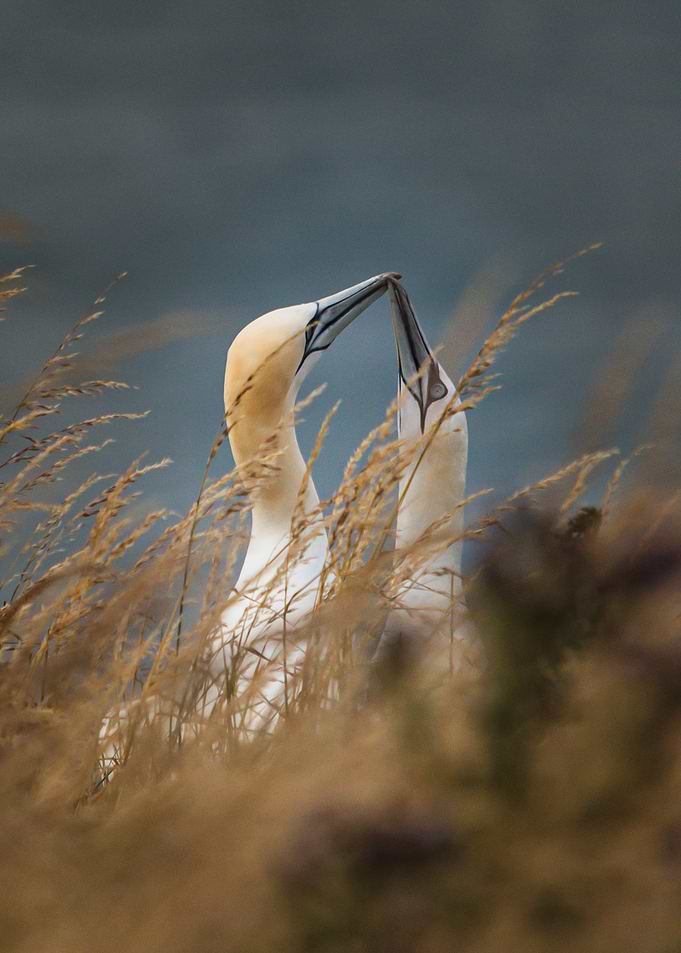 Gannets Bonding Ritual in Tall Grass
