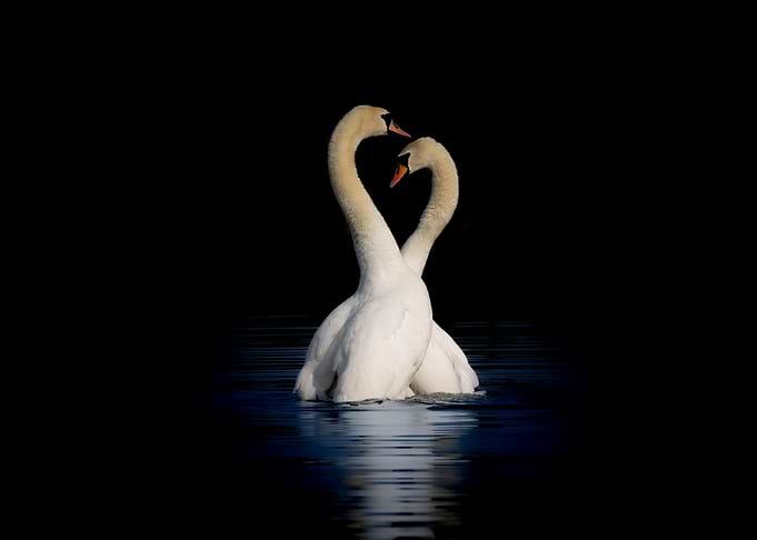 Swans in Love