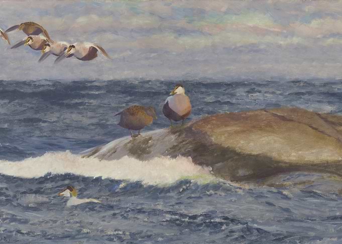Eiders on the rocky coast painting