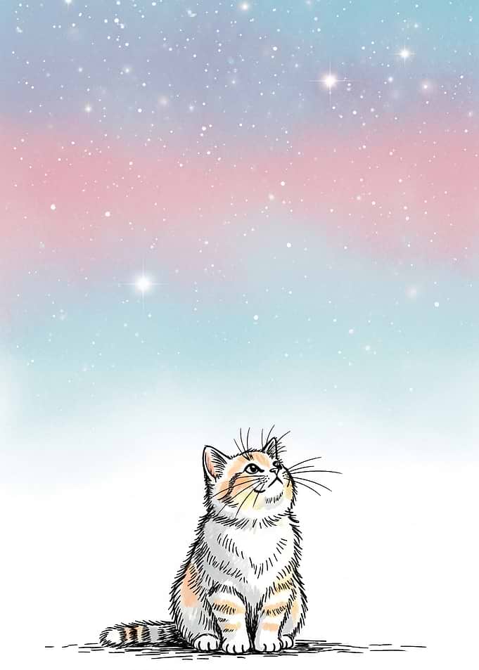 Cat Gazing at the Stars