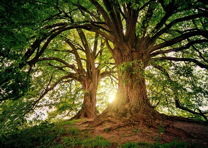 Majestic Trees with Sunlight
