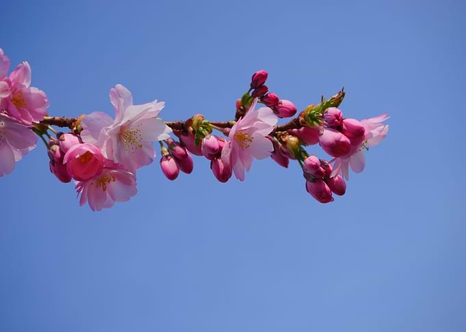 Cherry Blossoms Against Blue Sky