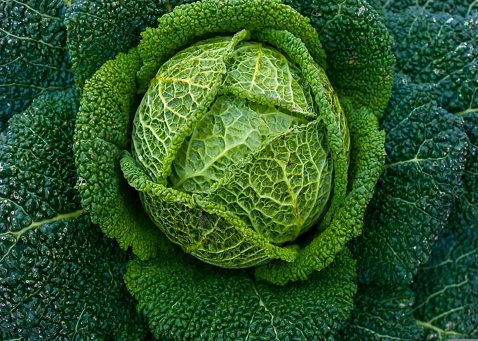 Savoy Cabbage Close-Up