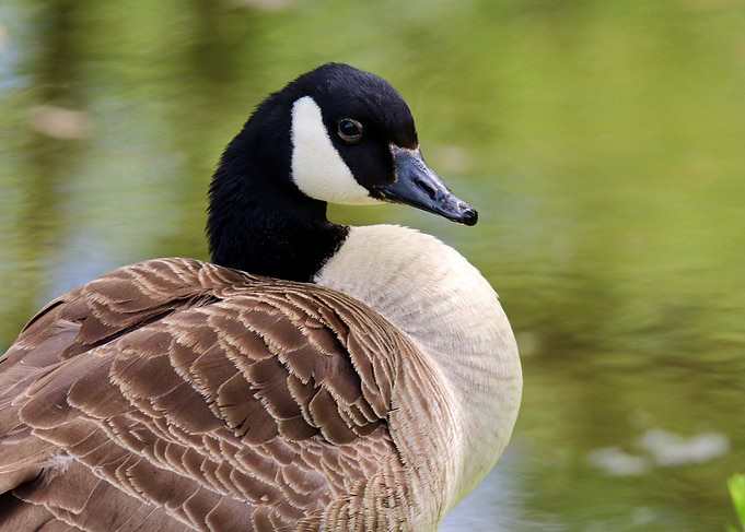 Close-up of a Canada Goose