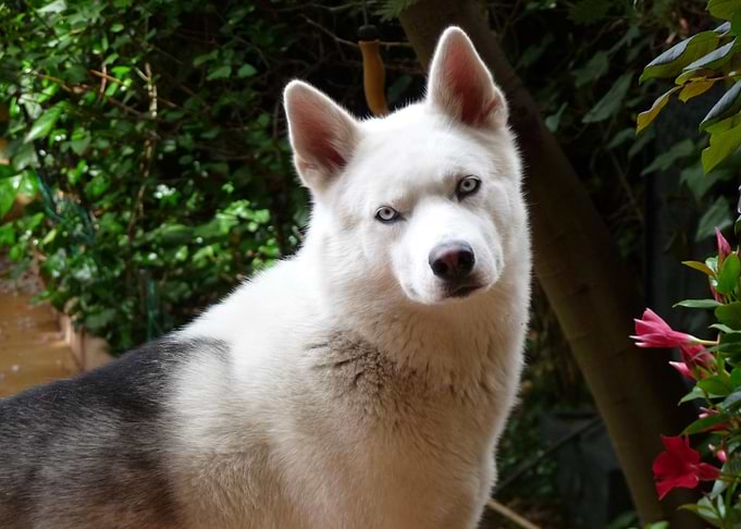 White Husky Portrait in Garden Setting