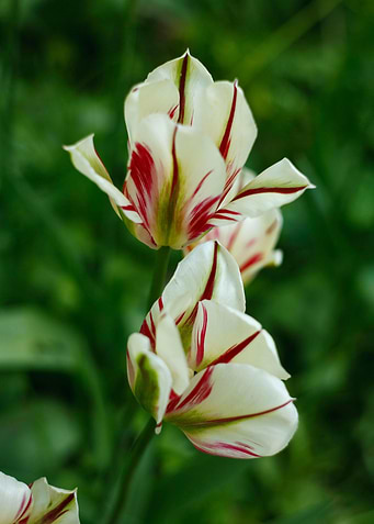 Striking Red and White Striped Tulips