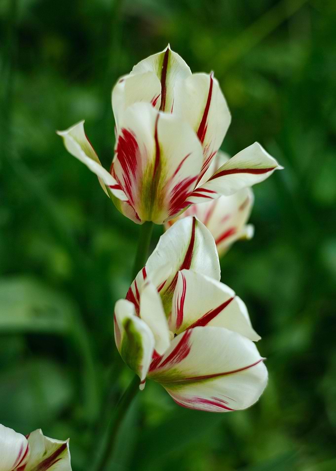 Striking Red and White Striped Tulips