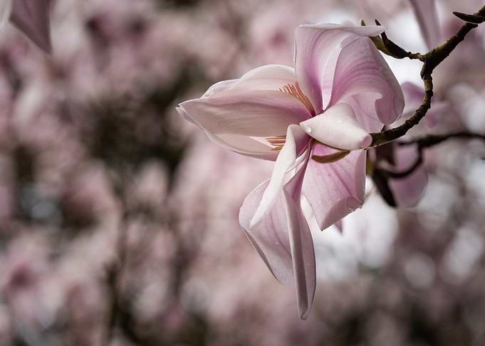Magnolia Blossom Close-Up