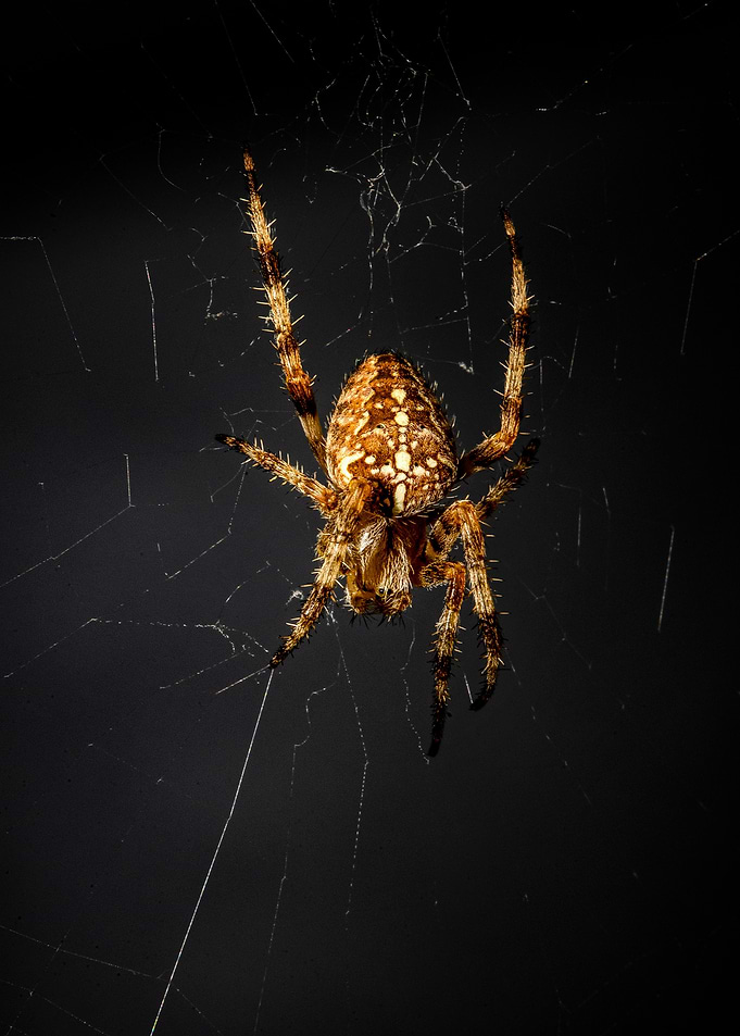 Spider in Web on Black Background