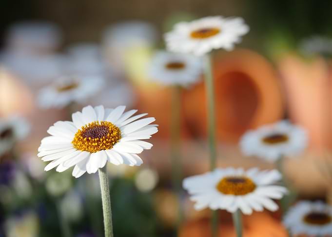 White Daisies in a Garden Setting
